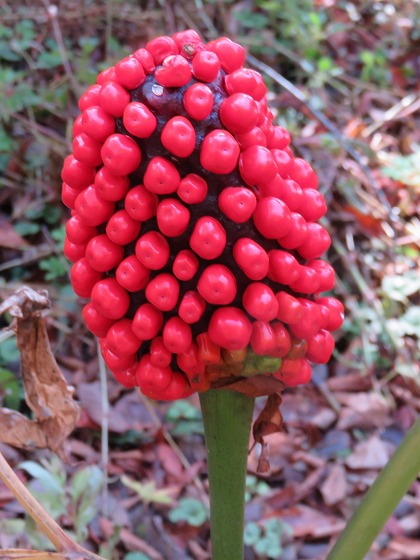 この花の名前なんていうの 赤いトウモロコシのような実です マムシグサ 蝮草