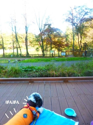 狭山公園2015秋