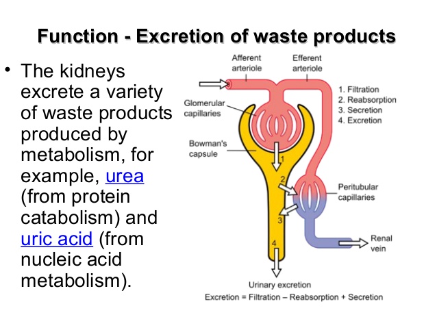 physiology-of-kidney-20-638.jpg