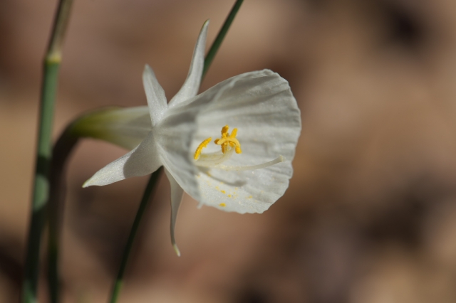 Narcissus Cantabricus-01