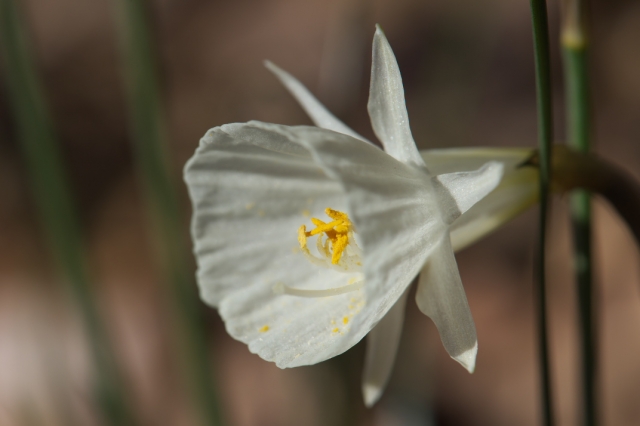 Narcissus Cantabricus-02