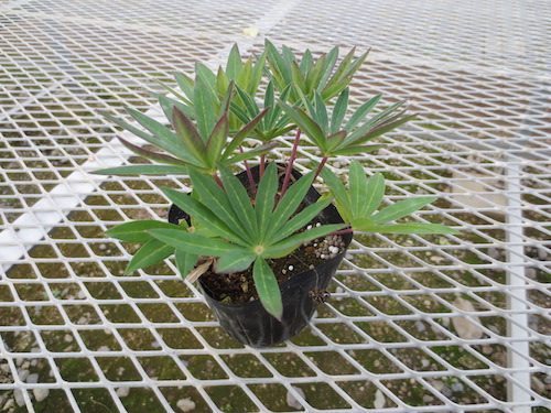 Lupinus polyphyllus　ラッセルルピナス　交配　生産　販売　松原園芸
