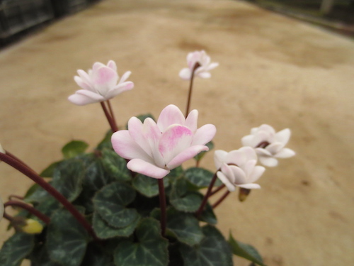 シクラメン　八重咲きミニ　育種　生産　販売　松原園芸　オリジナル品種
