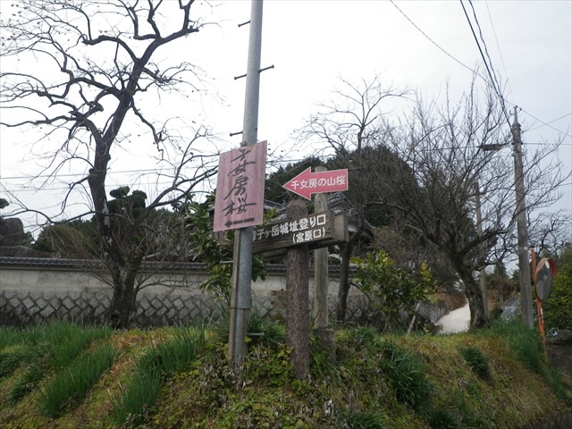「千女房の山桜」の看板