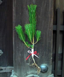 ローズ庵へようこそ なぜ お正月に根引松を飾るのですか
