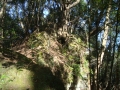 巨岩に生えた大木