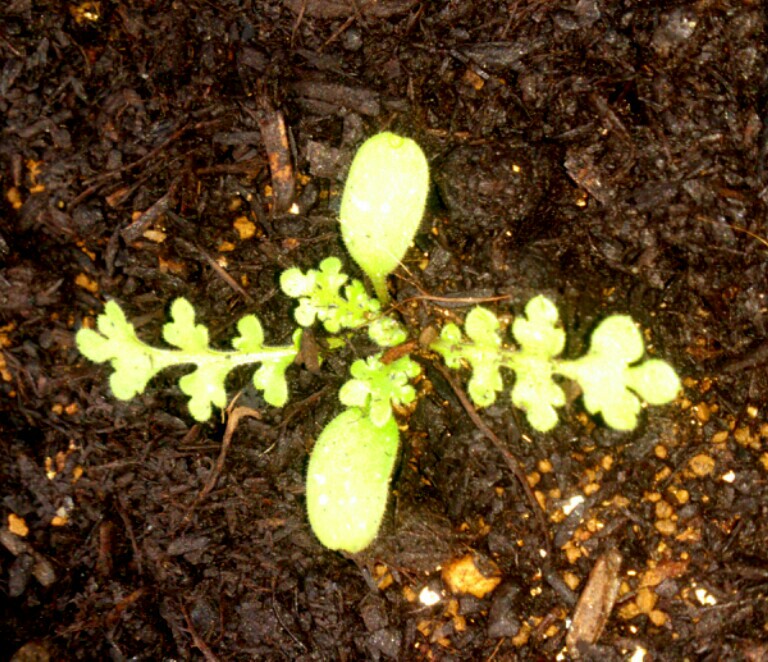 小さなことからコツコツと ひとりで庭づくり 発芽までの経過と 12月の管理 ネモフィラ花壇