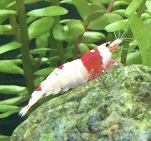 Nao_Shrimp