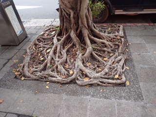 街路樹の根