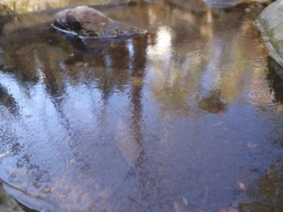 池の氷