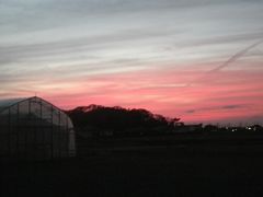 ［写真］農園駐車場からみる夕焼け空