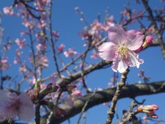 【写真】小糸川沿いに咲いた河津桜